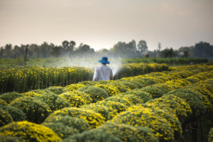 cultivation