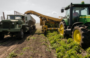 harvest